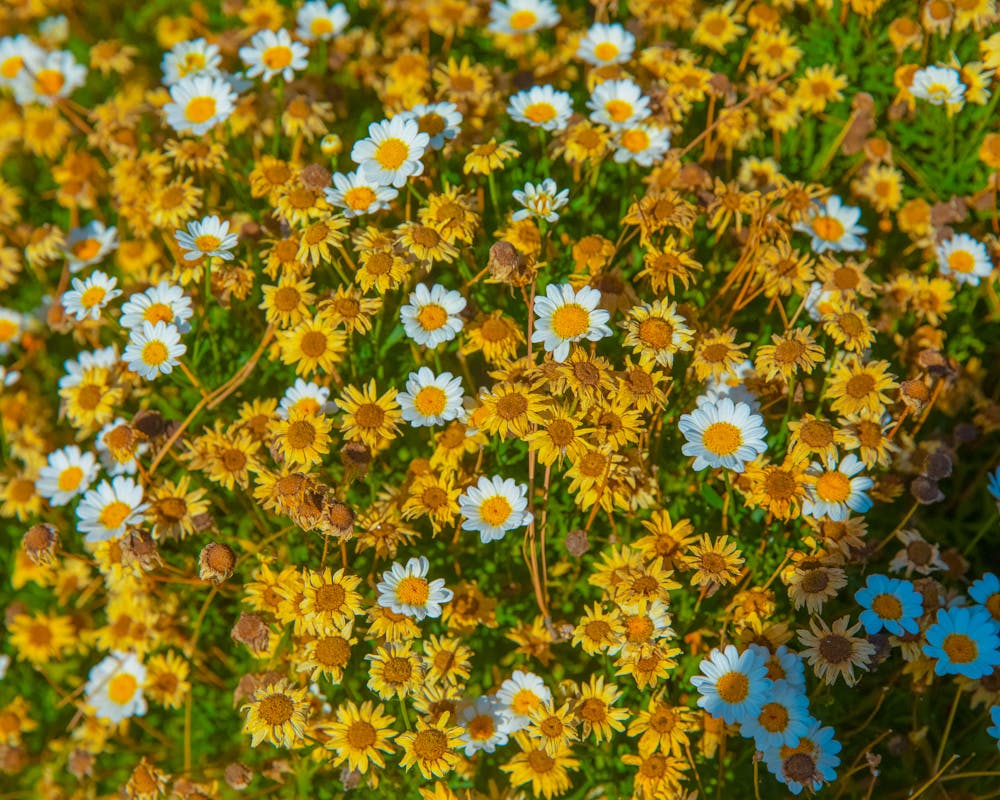 pexels-photo-4744904